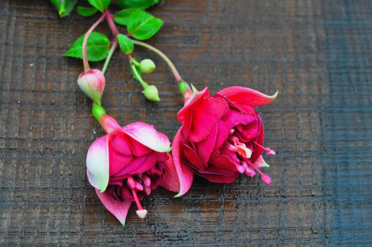 Фон пионы для инстаграма