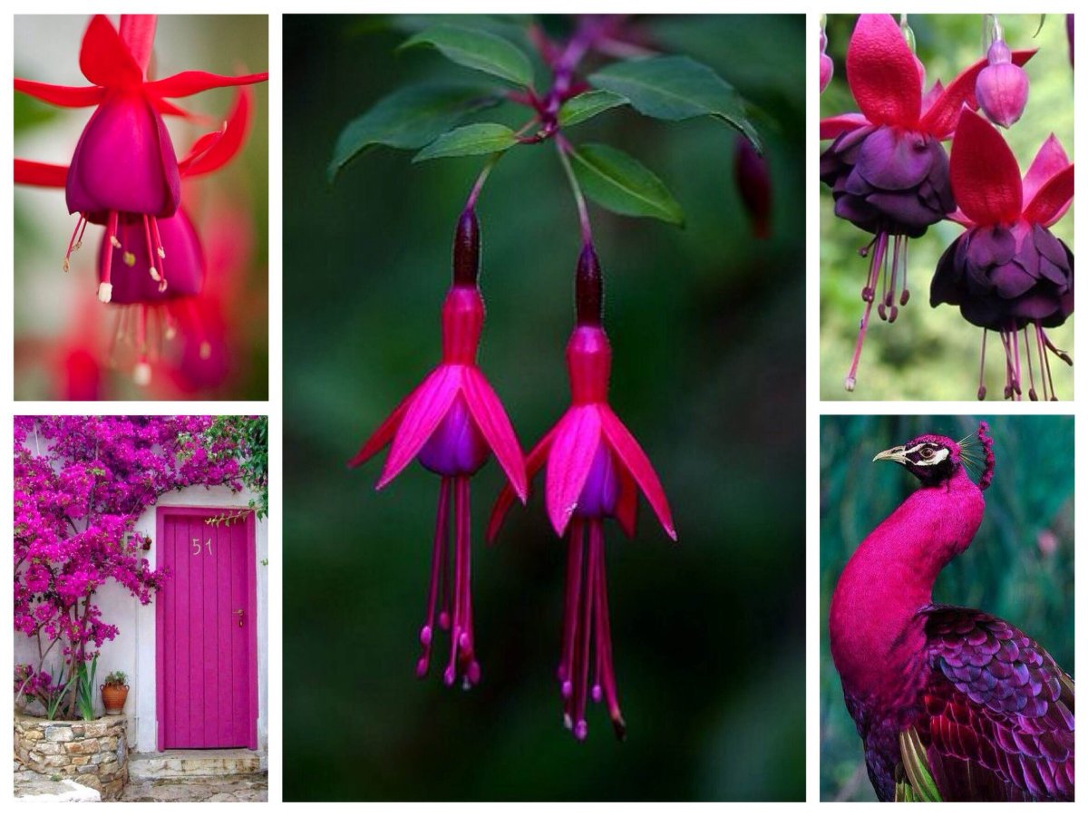 Маникюр фуксия 2022