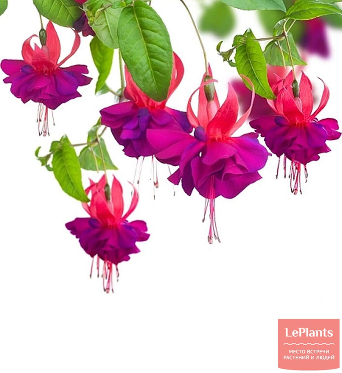 Фуксия Сильвия Фурман