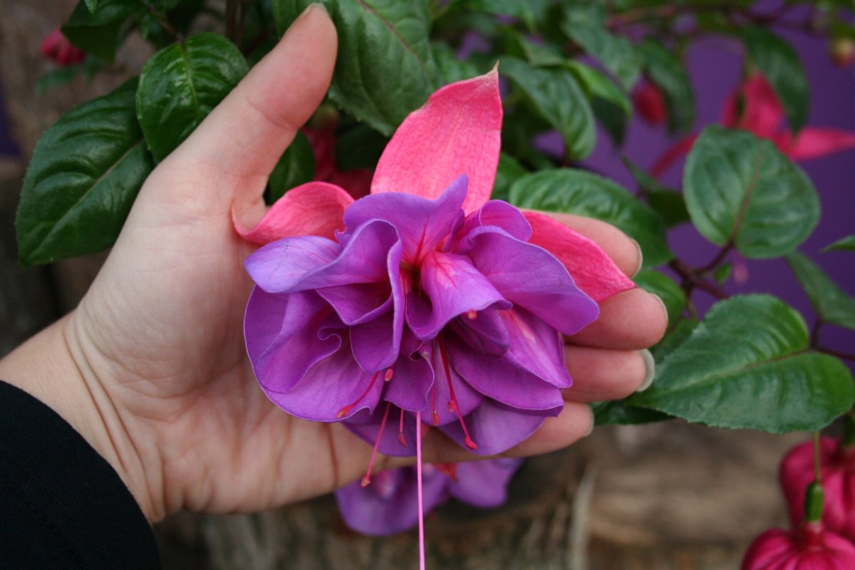 Гармоничные сочетания цветов