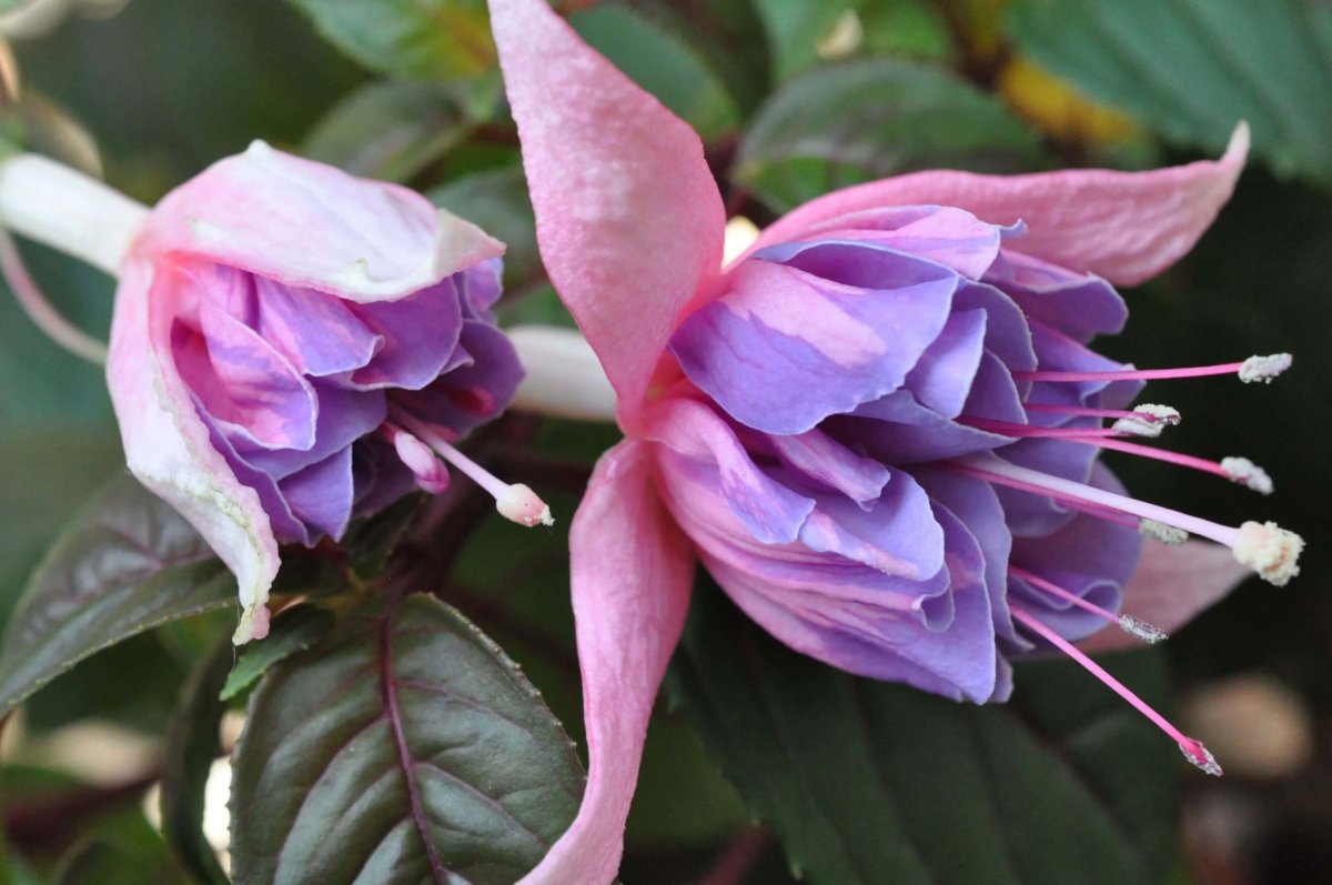 Фуксия Adalbert Bogner