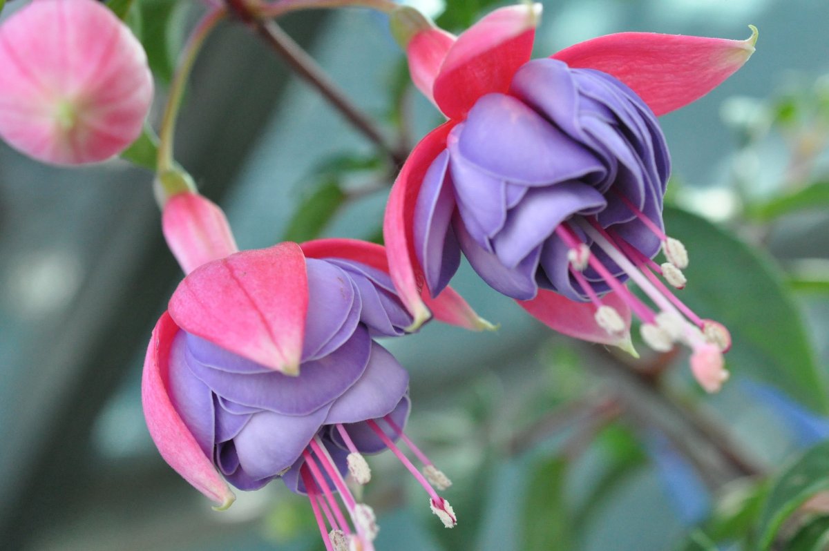 Тенелюбивая ампельная фуксия