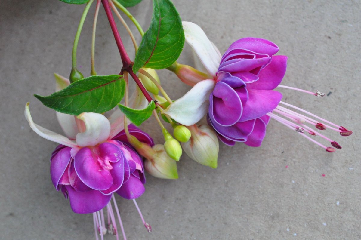 Фуксия крупноцветковая ампельная