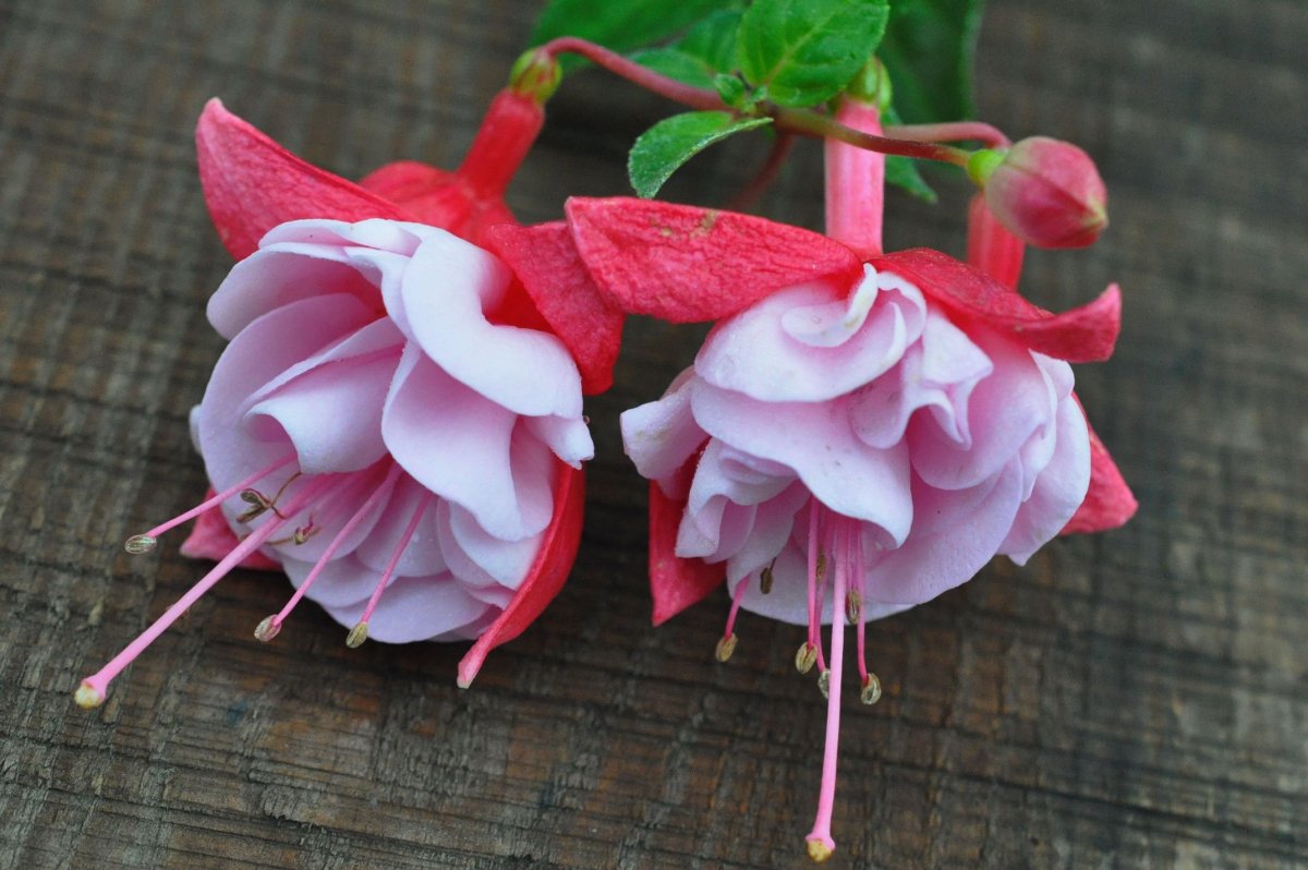 Фуксия Бисентениал