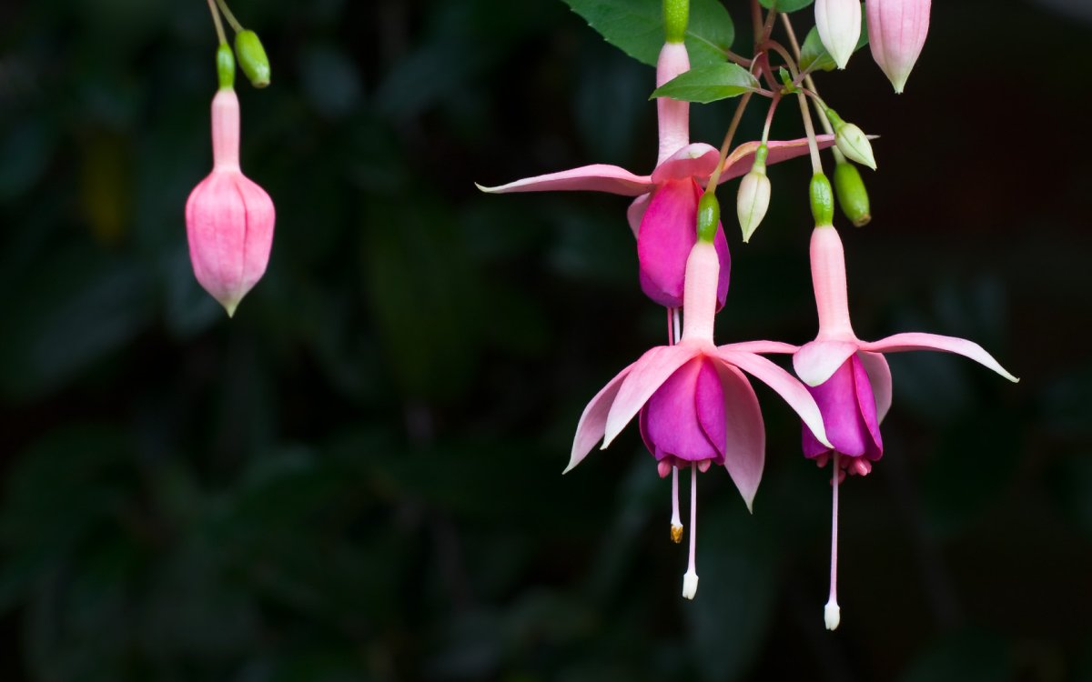 Фуксия Ghislaine