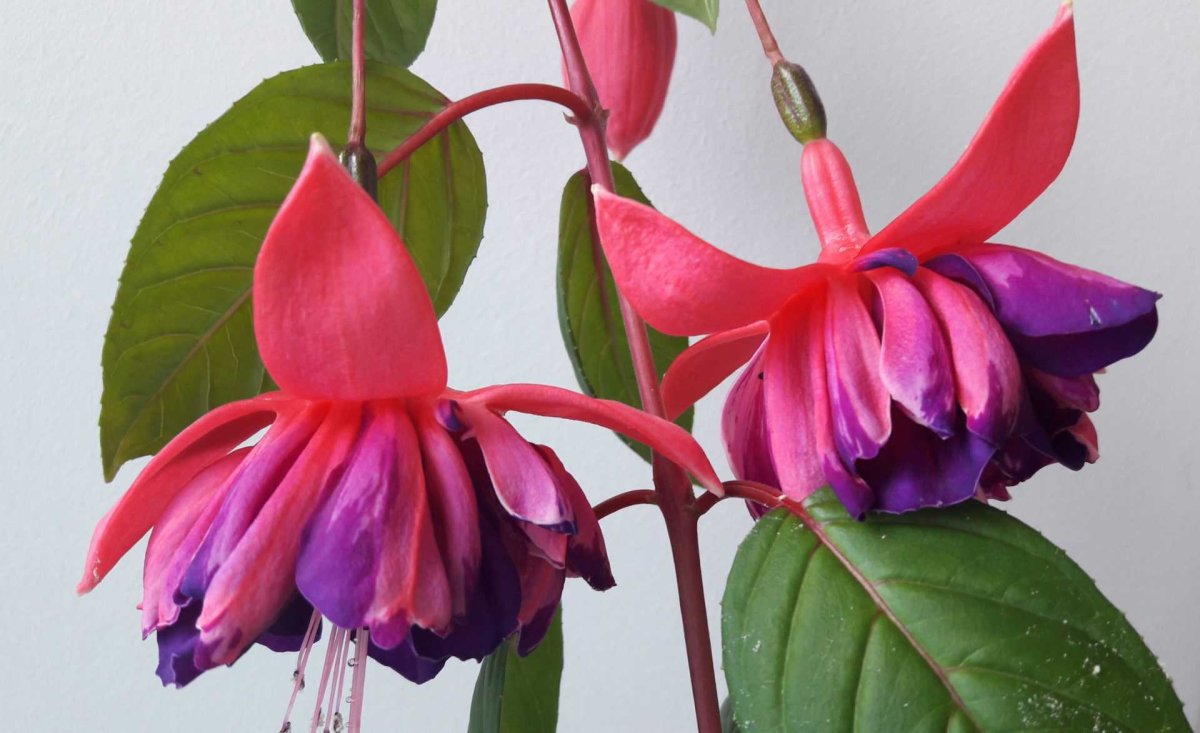 Фуксия дип Пинк Вайт