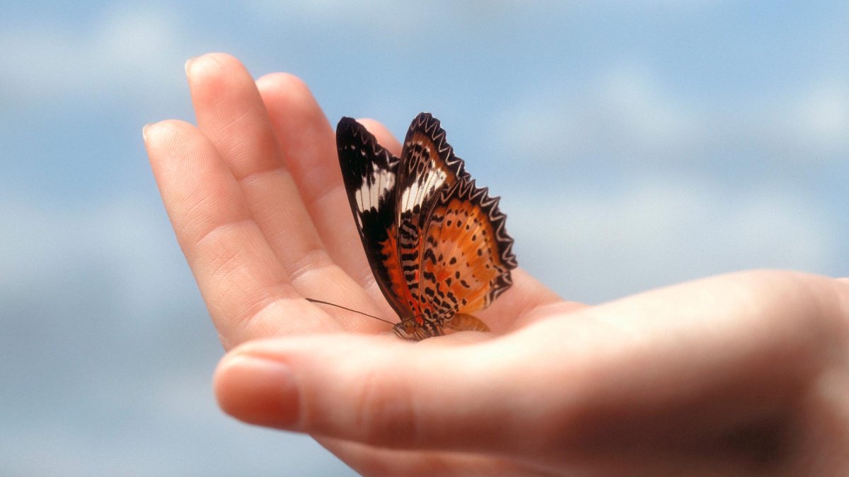 Счастье в ладошках