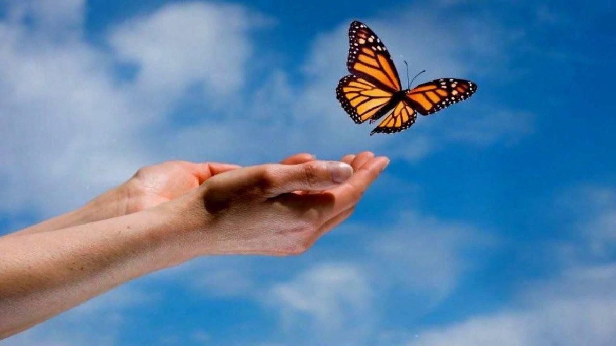 Бабочка улетает с руки