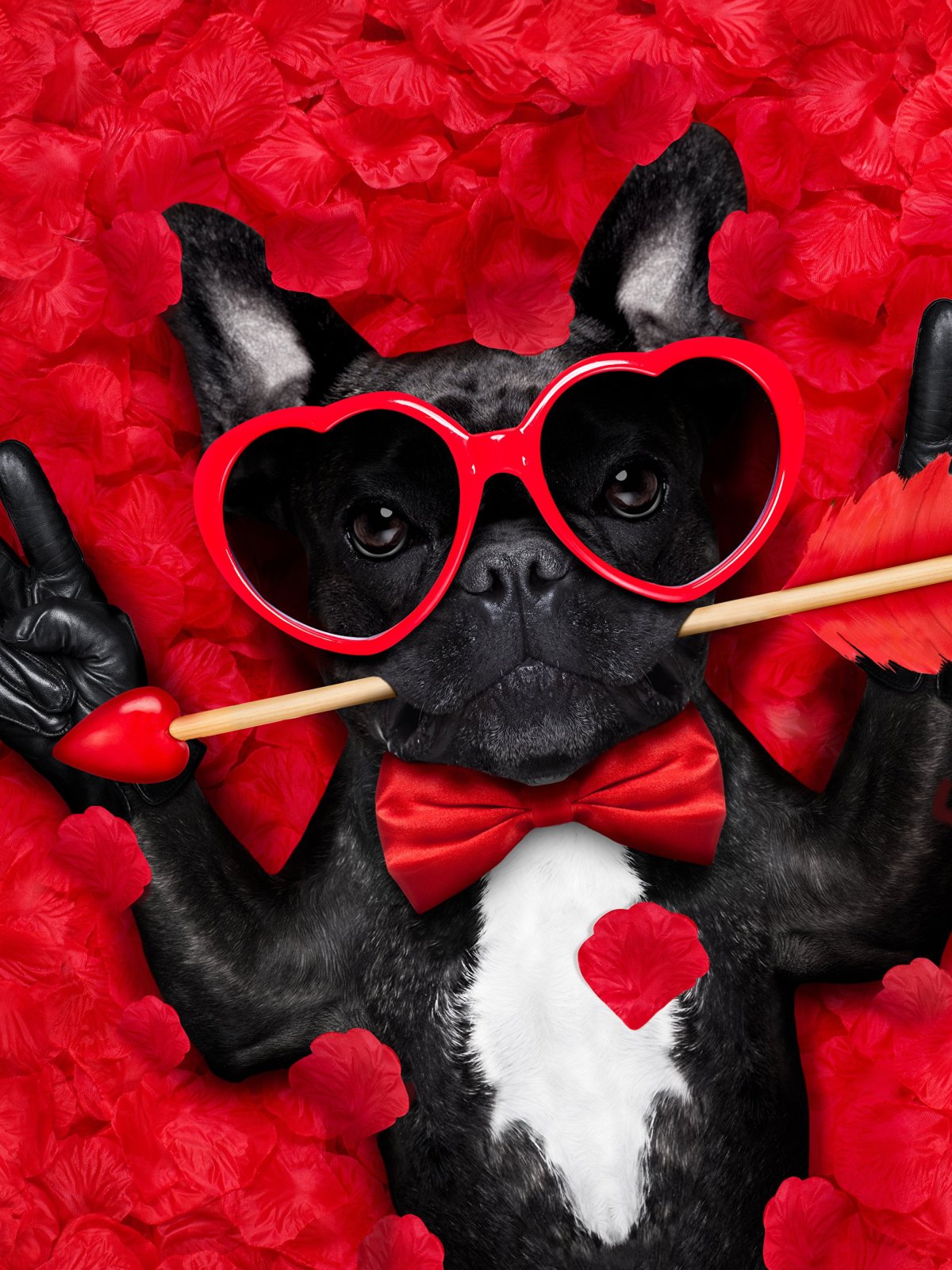 Крутые животные