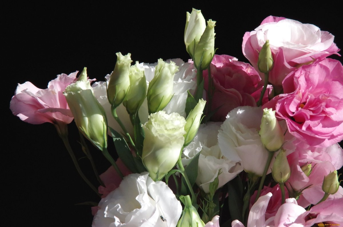 Эустома Пинтерест