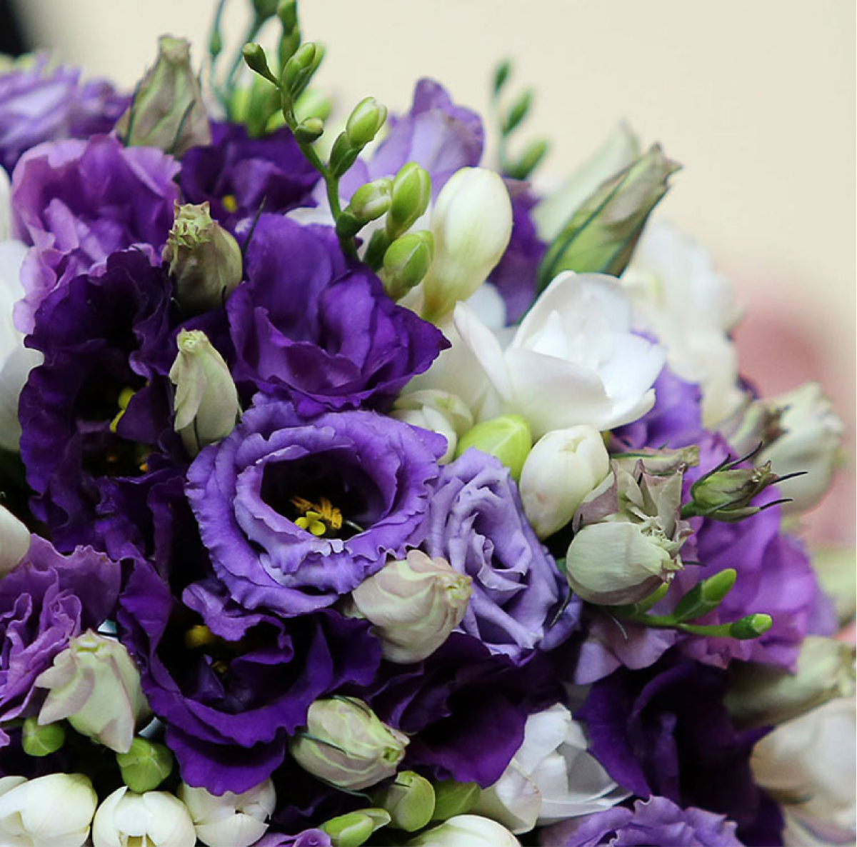 Лизиантус эустома фрезия