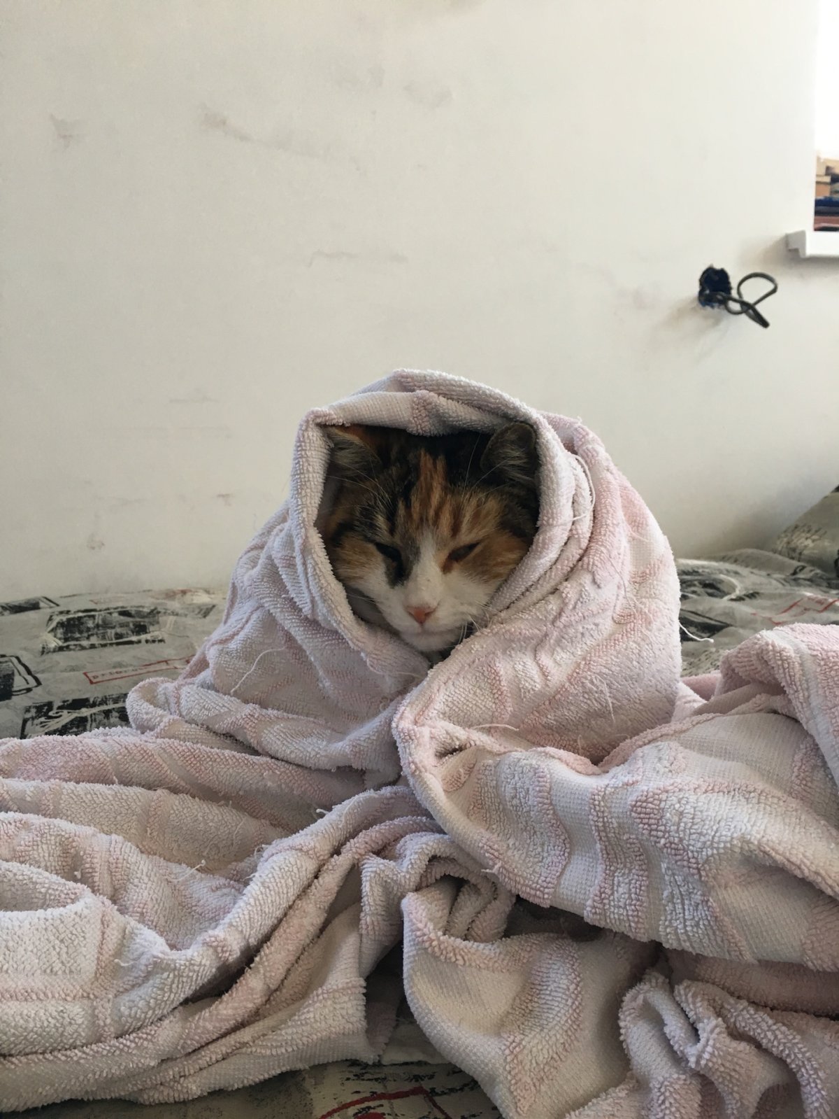 Кот из под одеяла