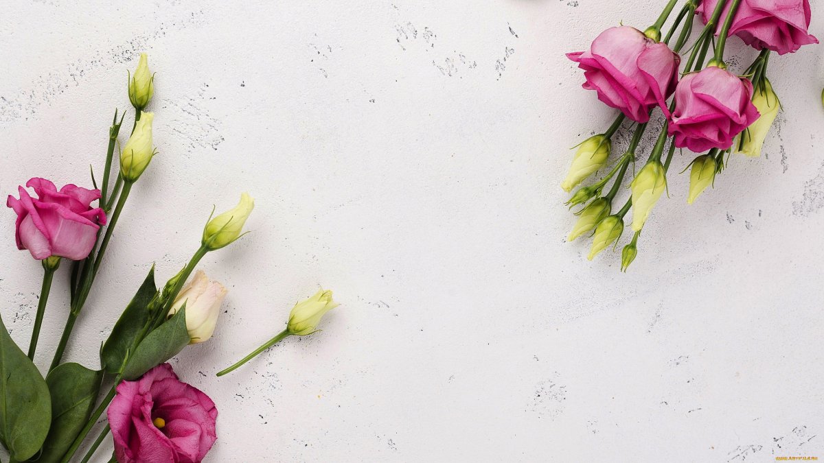 Стильные цветы на белом фоне