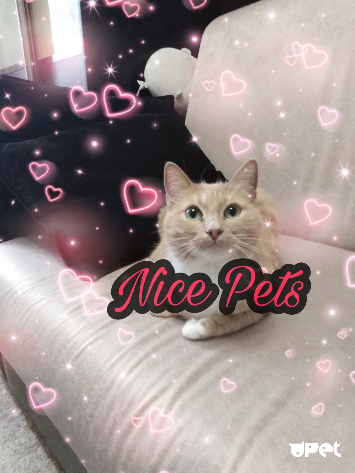 Споки-ноки картинки прикольные