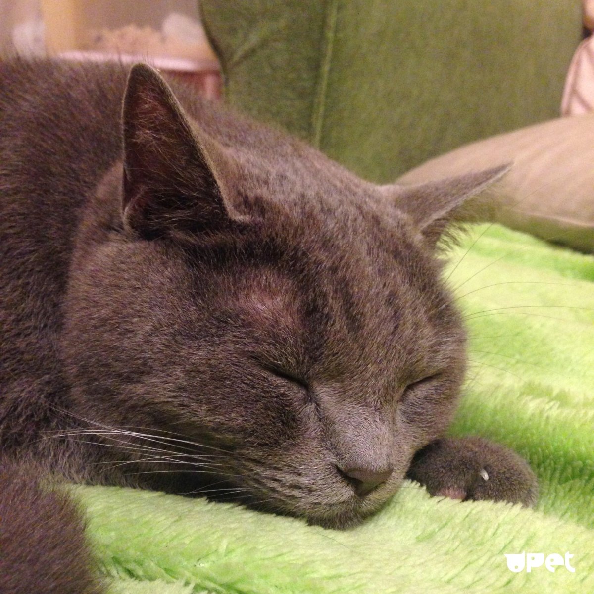 Сквидвард спит