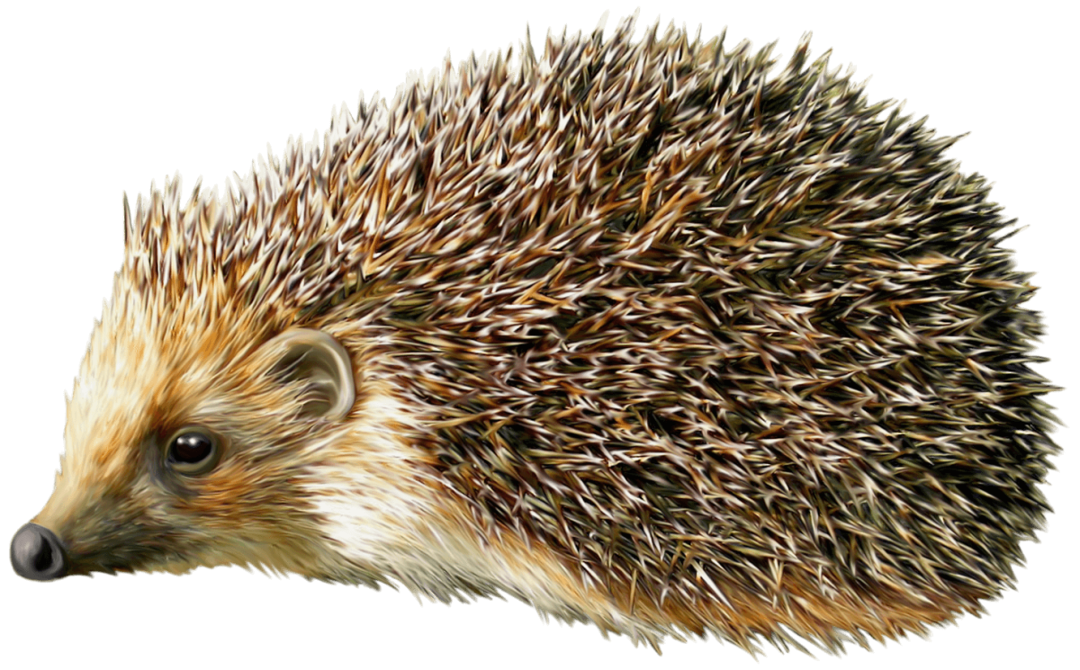 Ежик на прозрачном фоне