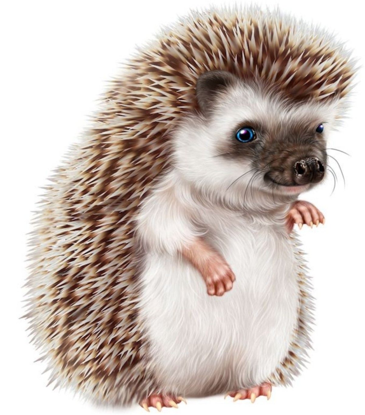 Еж на белом фоне