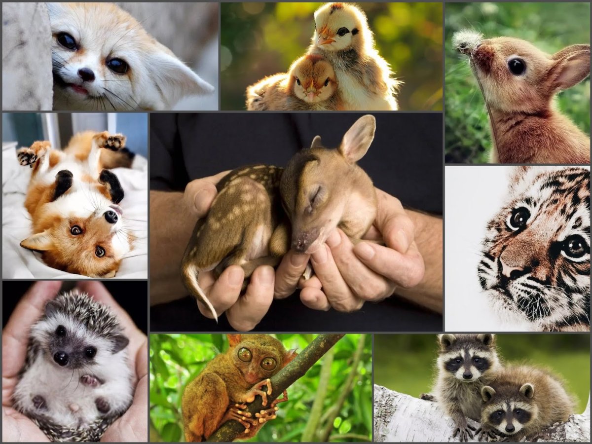 День защиты животных плакат