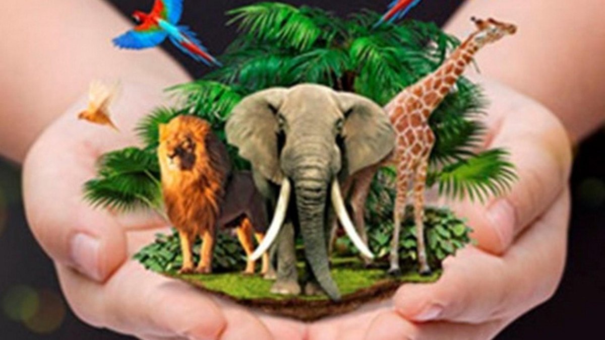 Рисунки на тему приют