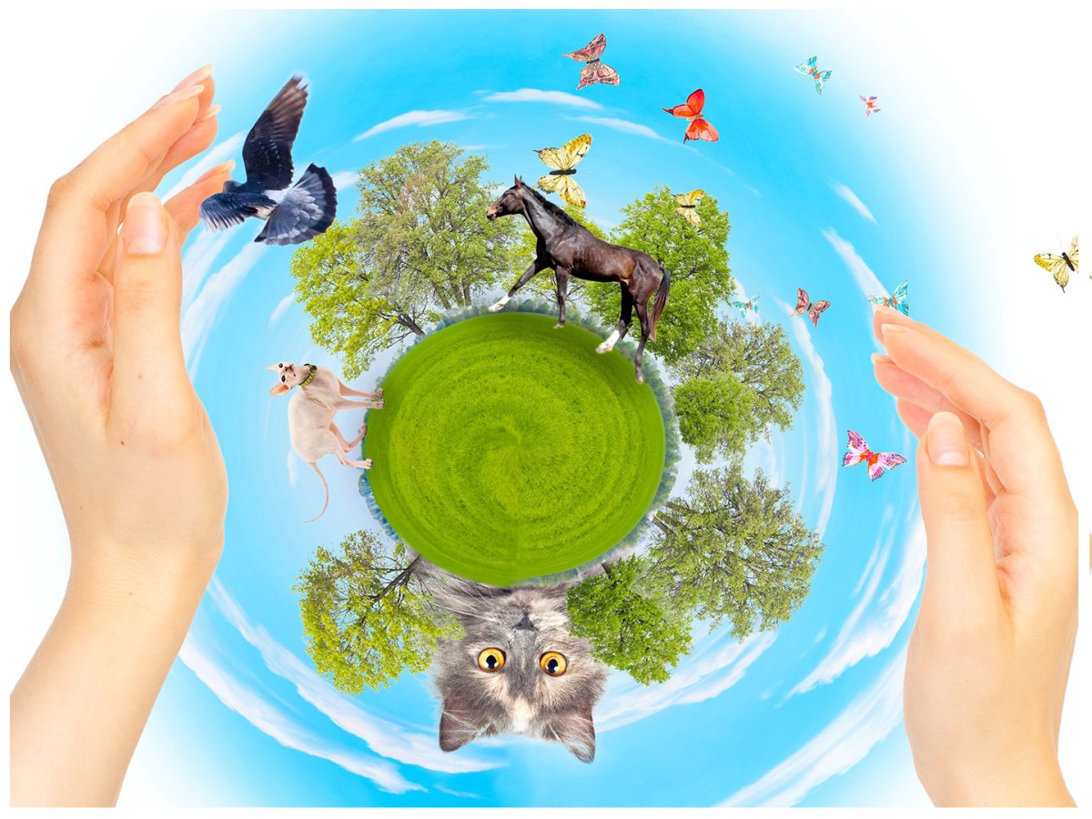 Плакат берегите животных