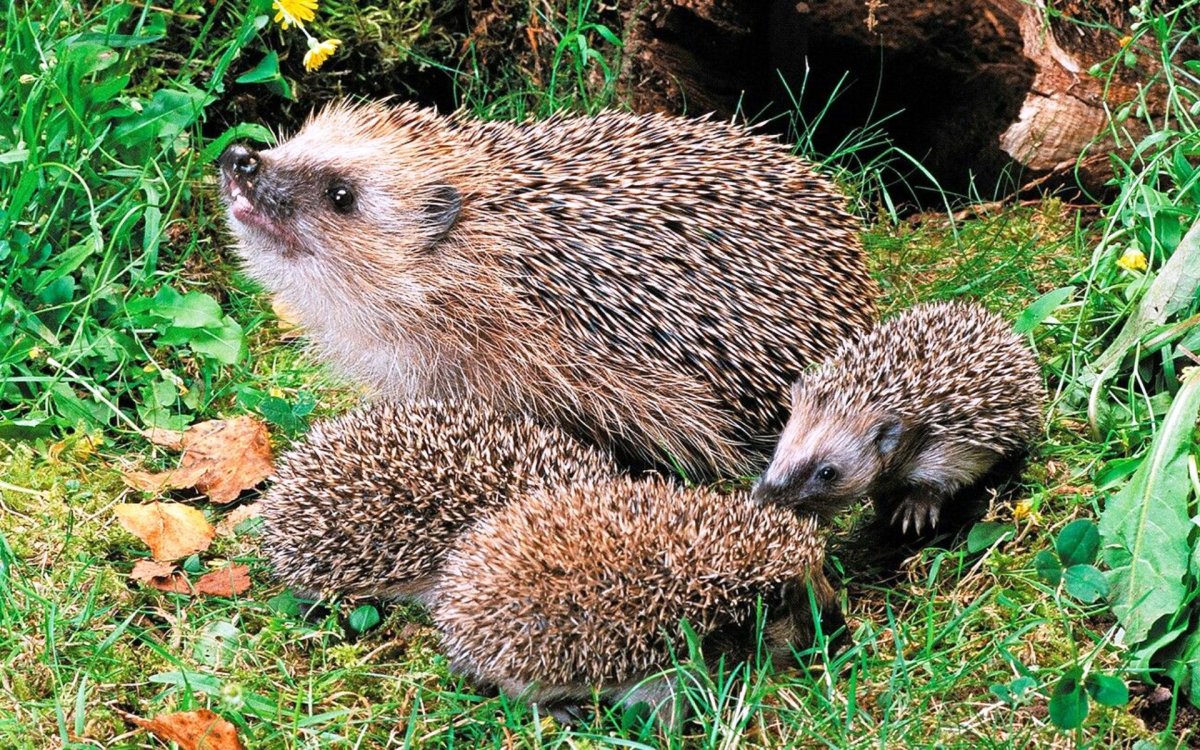 Ежиха с ежатами