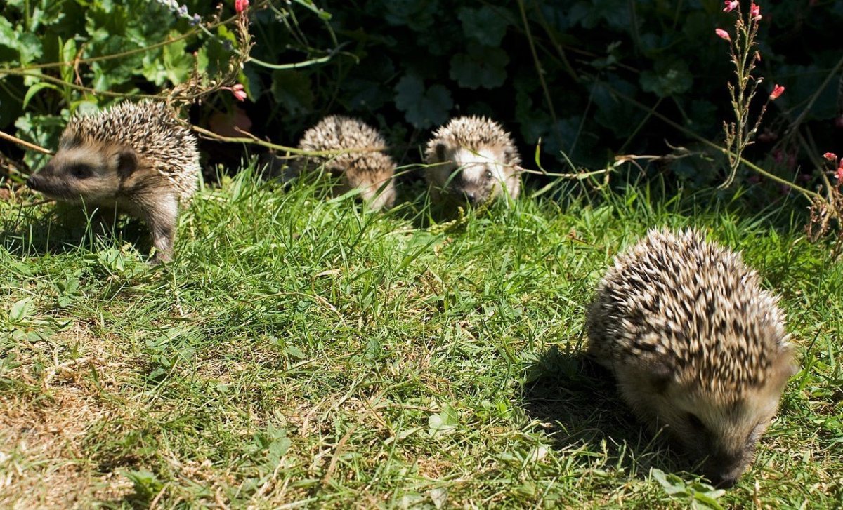Даурский еж с ежатами