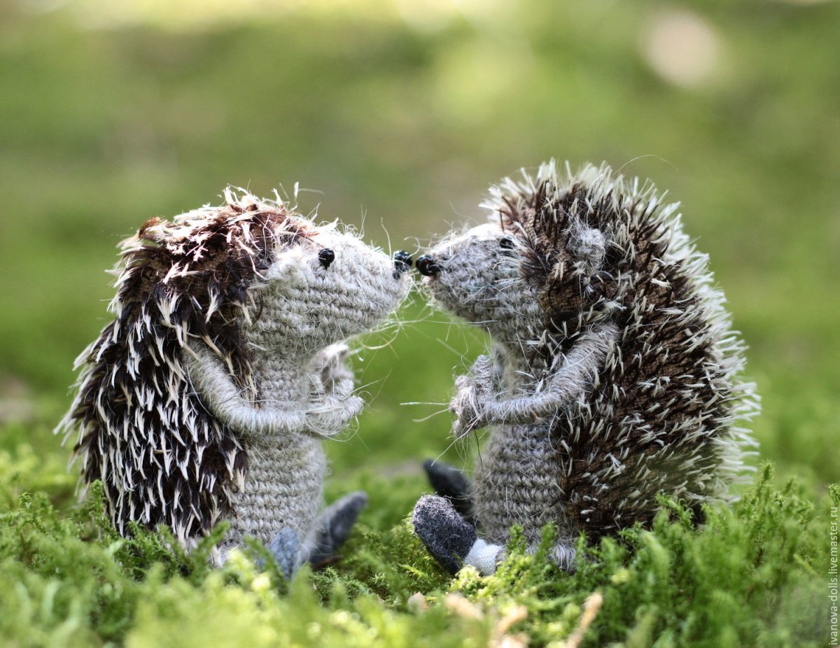 Обыкновенный ёж с ежатами