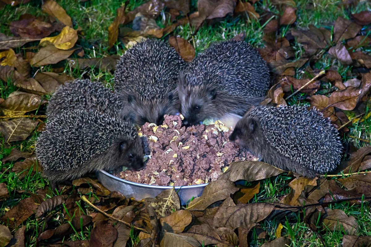 Ежиха с ежатами