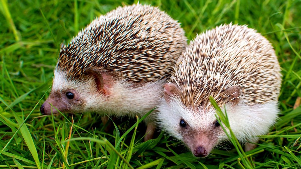 Длинноиглые Ежи