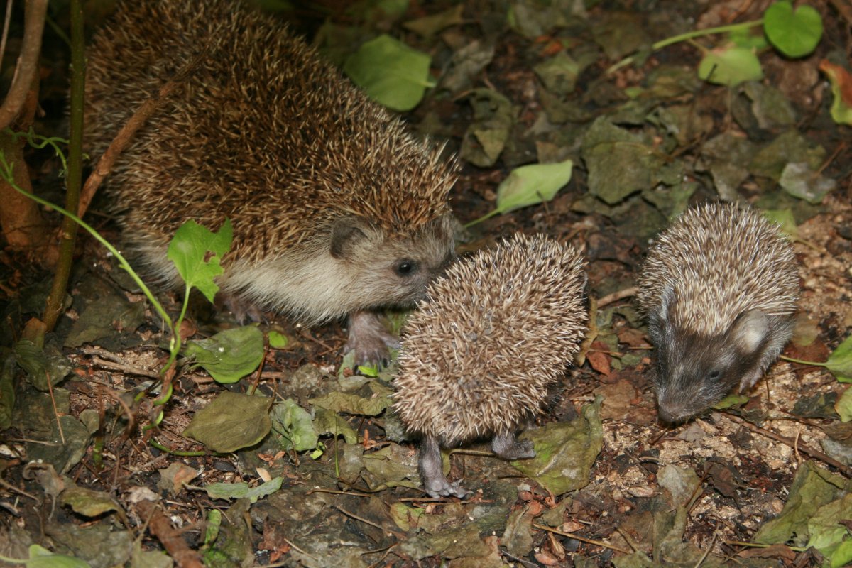 Ушастый ёж с ежатами