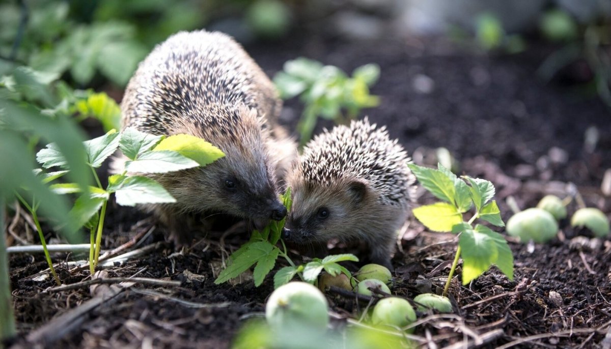 Ежиха с ежатами