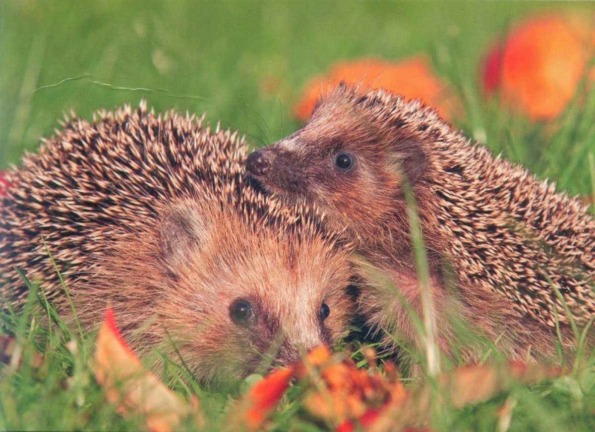 Ежи и ежата