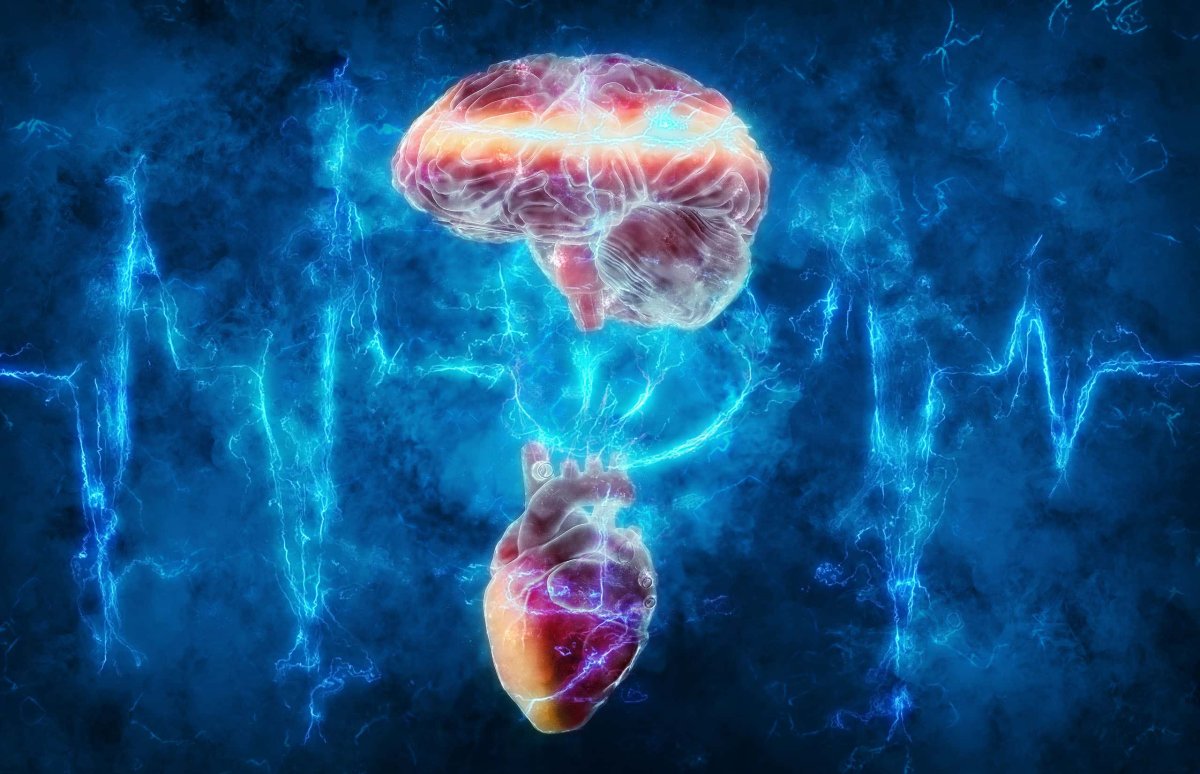 Мозг и сердце