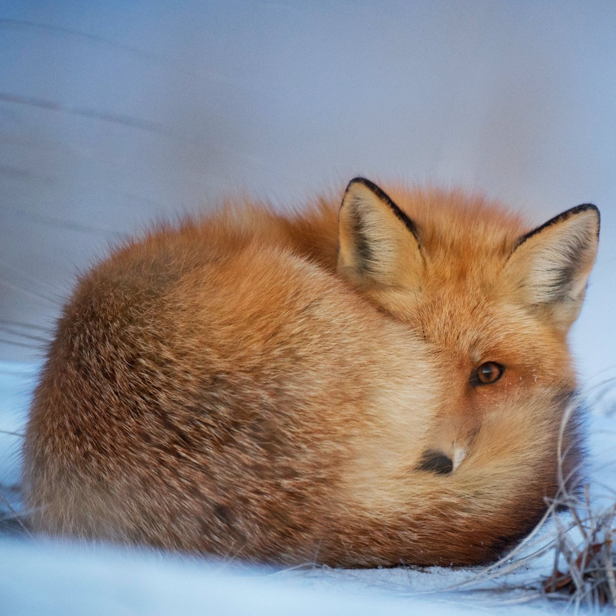 Спокойной ночи, лиса!