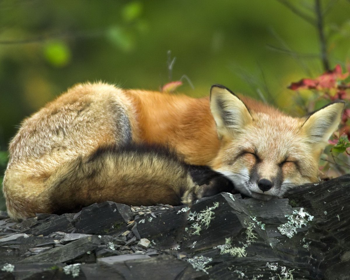 Лисы любовь