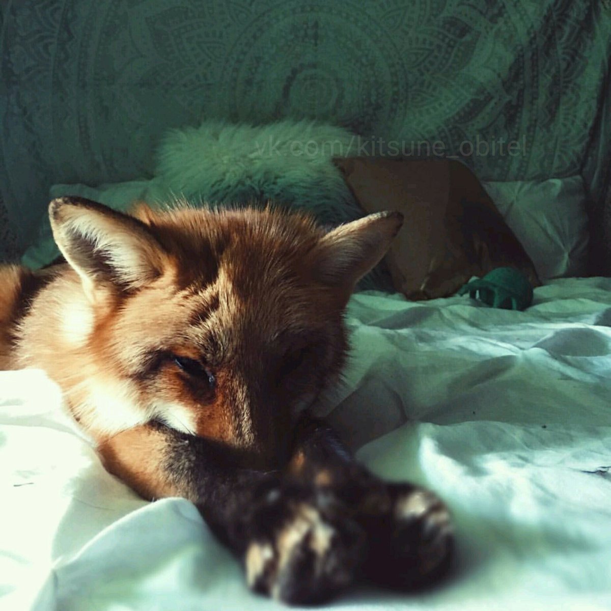 Спокойной ночи Лисенок