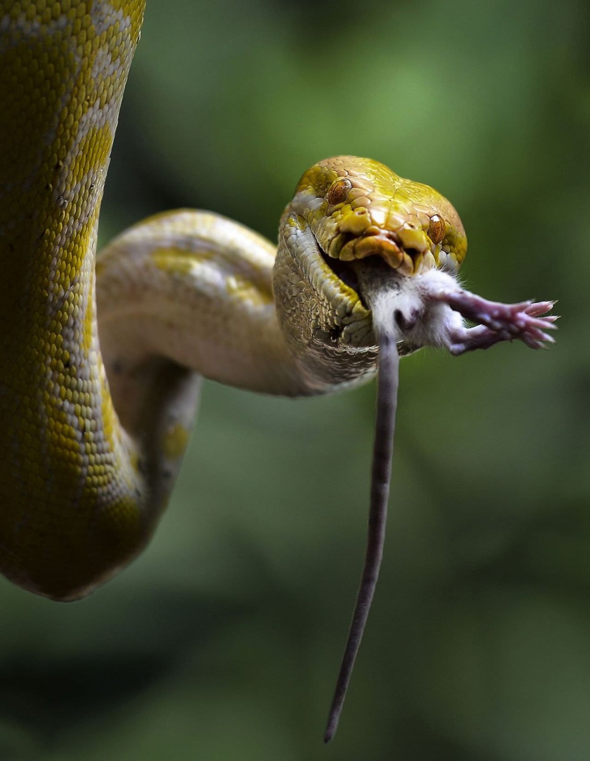 Улыбающиеся змеи