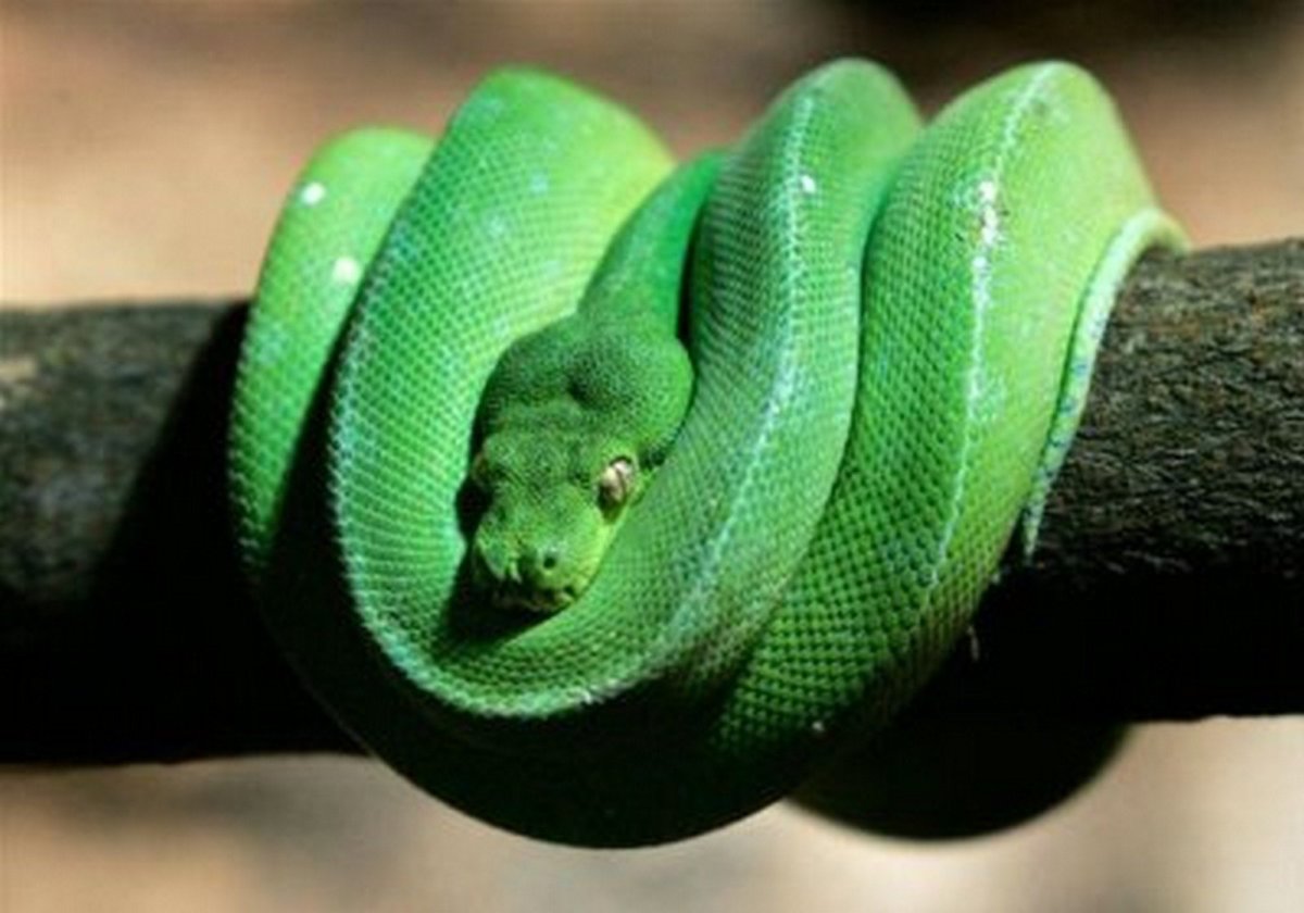 Зеленый змий