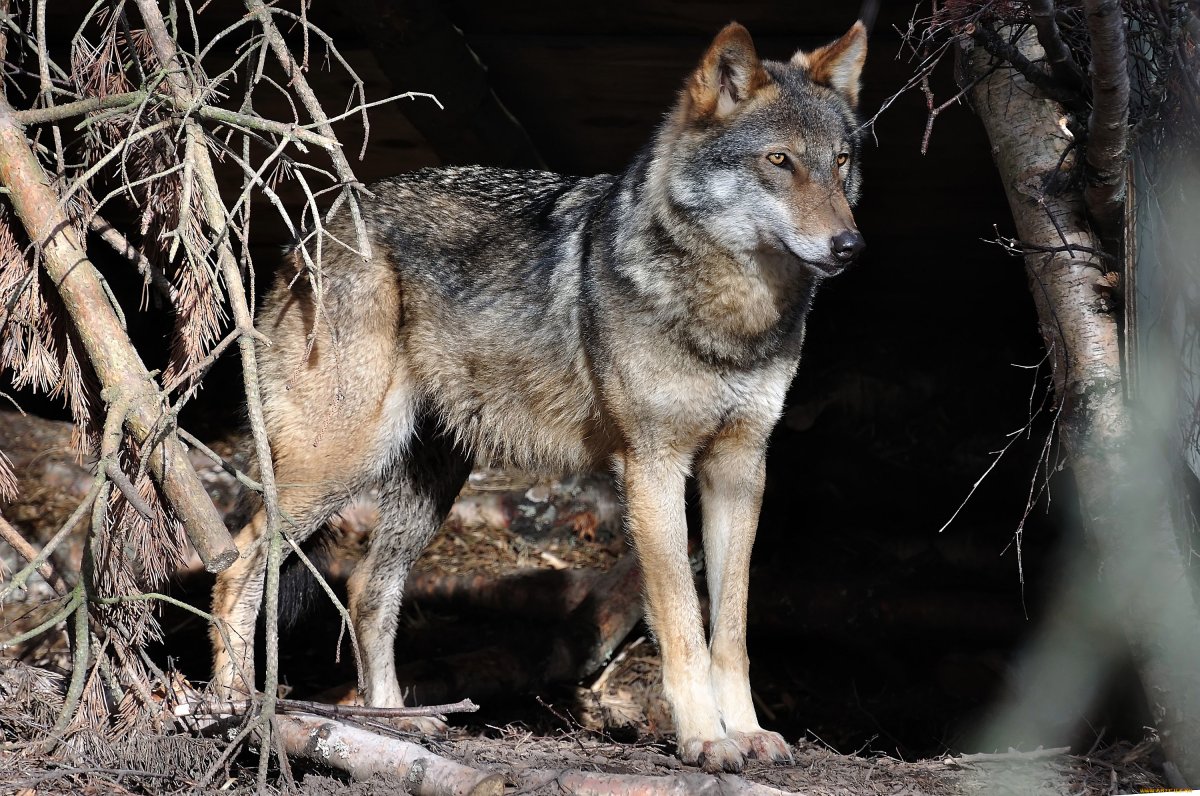 Шакал и волк