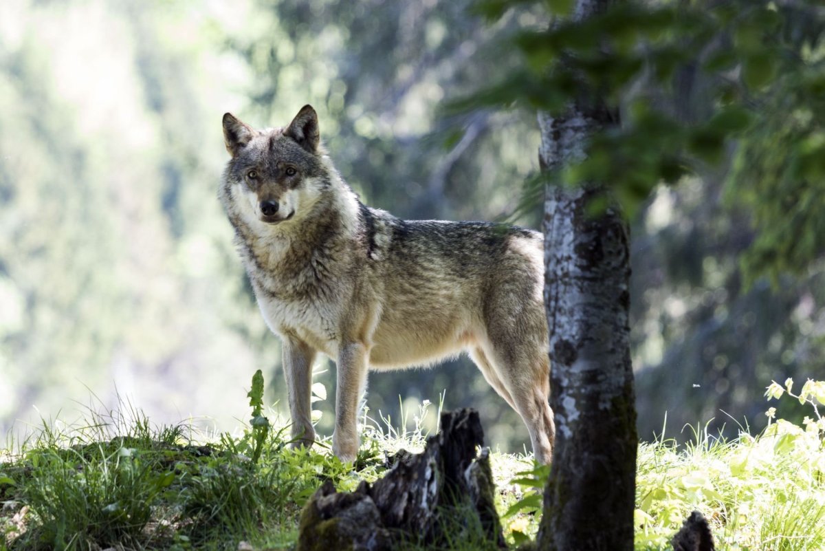 Волки фото красивые