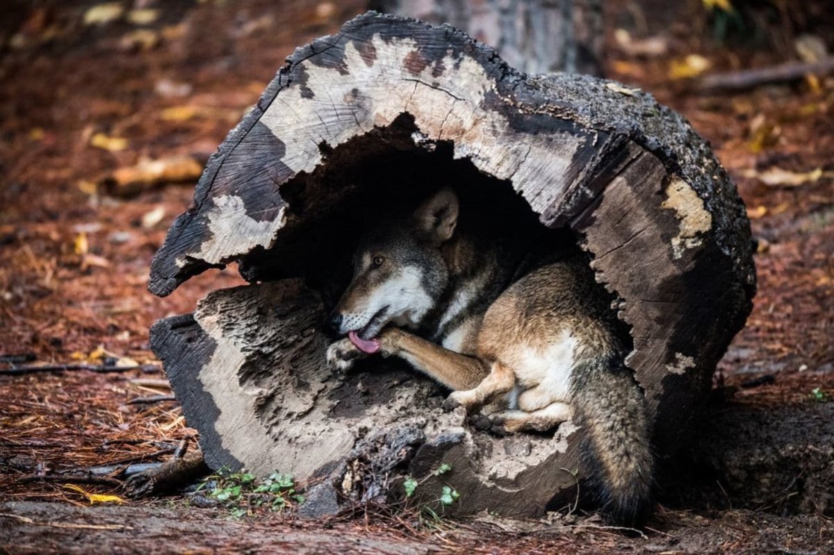 Волчье Логово жилище Волков