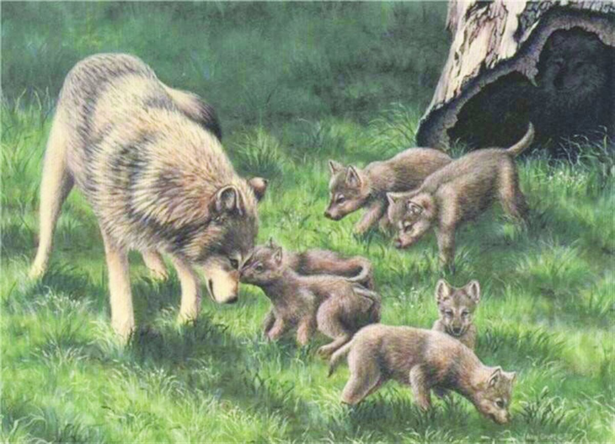 Волк, волчица, волчата – Волчье Логово,