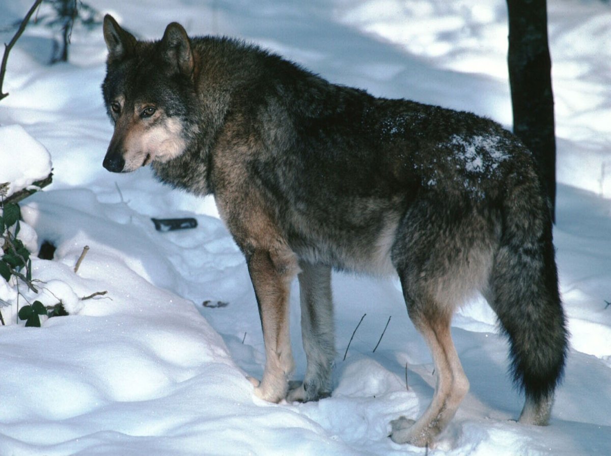 Логово Тундровый волк