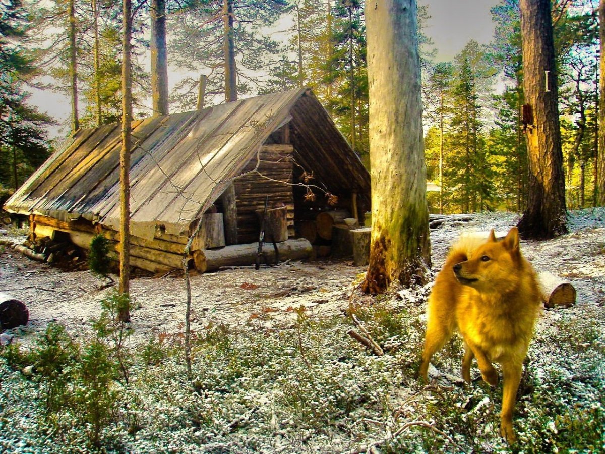 Охотничий домик в тайге живопись