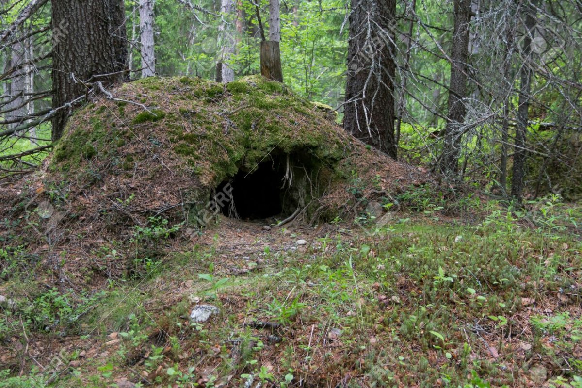 Волк в логове медведь в берлоге