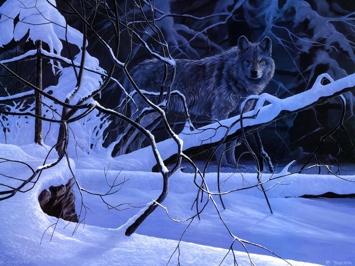 Жилище волка зимой