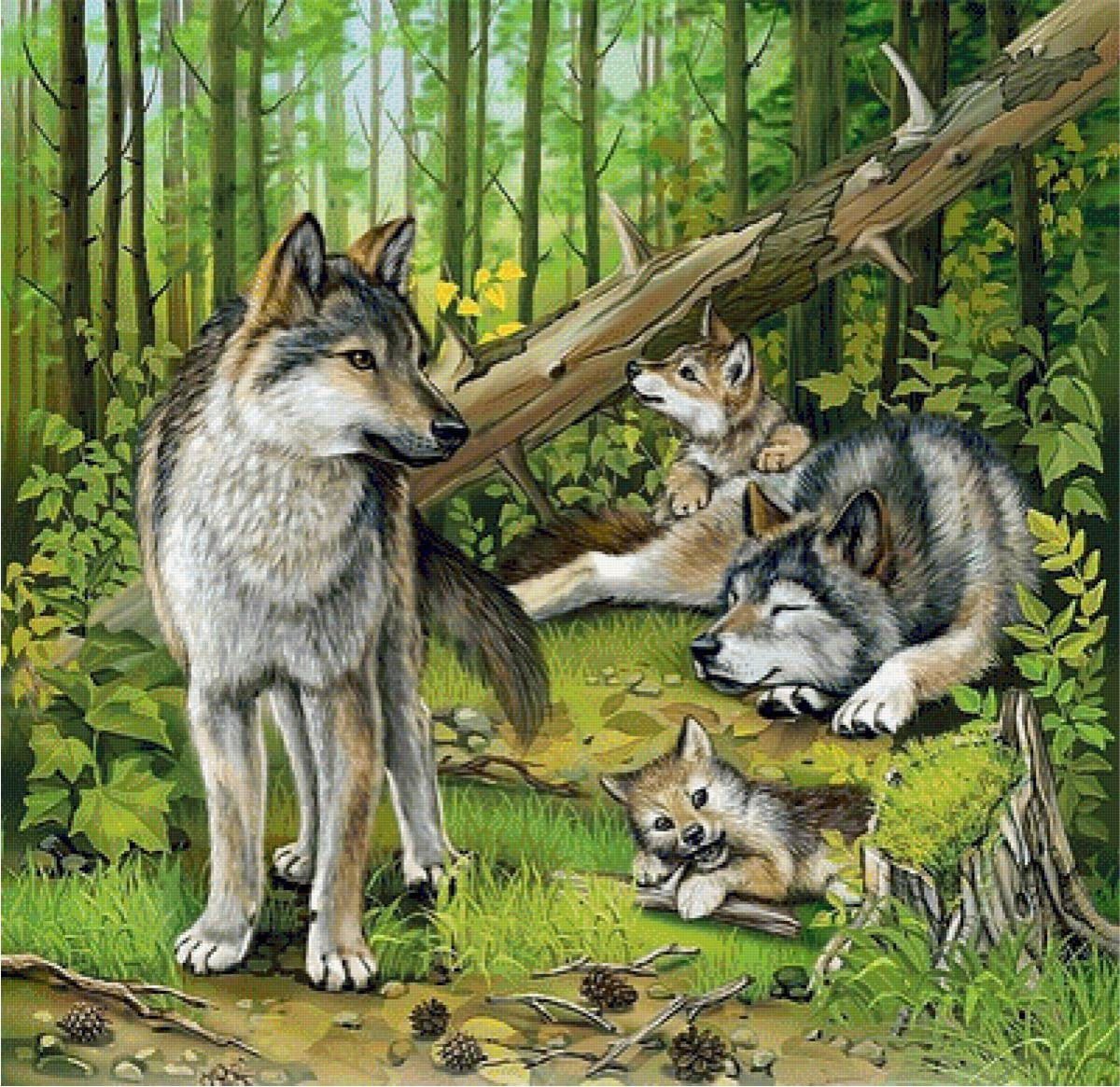 Волк, волчица,семья Волков