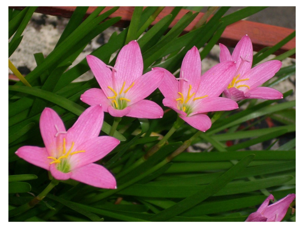 Зефирантес грандифлора