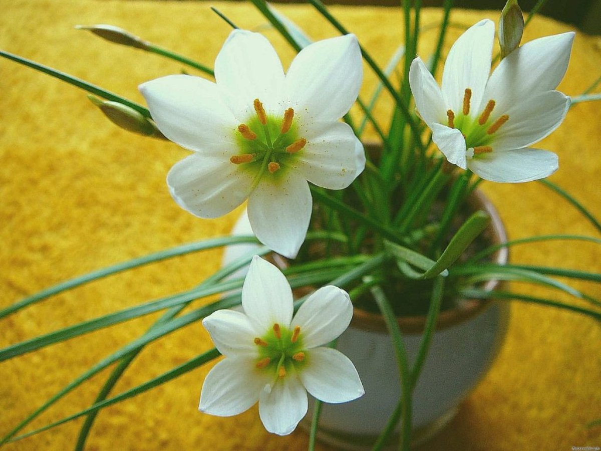 Зефирантес белоснежный