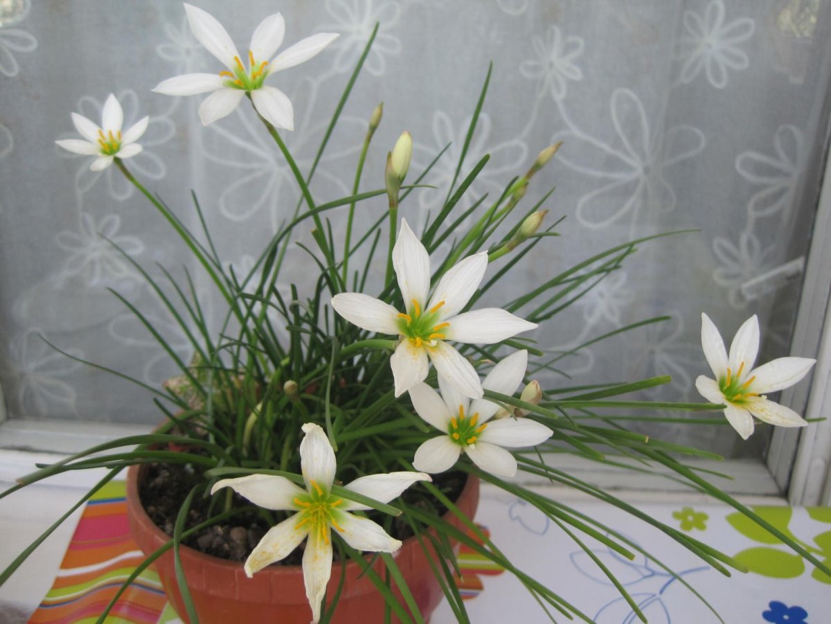 Зефирантес белый